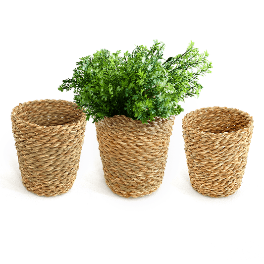 Halfa basket planting. سلة حلفا كأس زرع